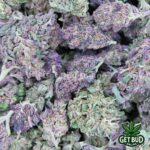 Chic Lit (Medium Buds) Ounce Only Deal