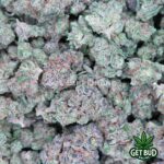 Governmint Oasis (Value Bud) - Image 3