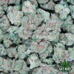 Pre-98 Bubba (Value Bud) - Image 3