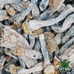 Golden Tops Mushrooms 🍄 - Image 3