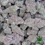 Dream Queen (Value Plus+ Bud) - Image 3