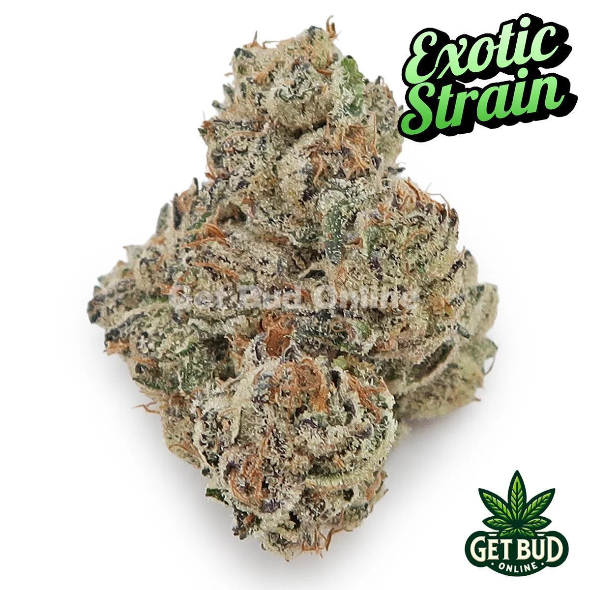 Shangri-La (Exotic Reserve Strain) 💎🔥