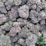 Blue Velvet (Exotic Reserve Strain) 💎🔥 - Image 4