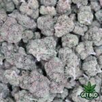 Tropical Gelato (Value Bud) - Image 3