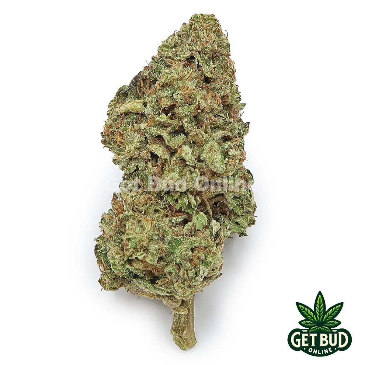 London Jealousy (Value Bud)