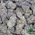 Berries N Cream (Value Bud) - Image 3