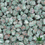 Gelato #33🍨 (Micro Buds) 🔥