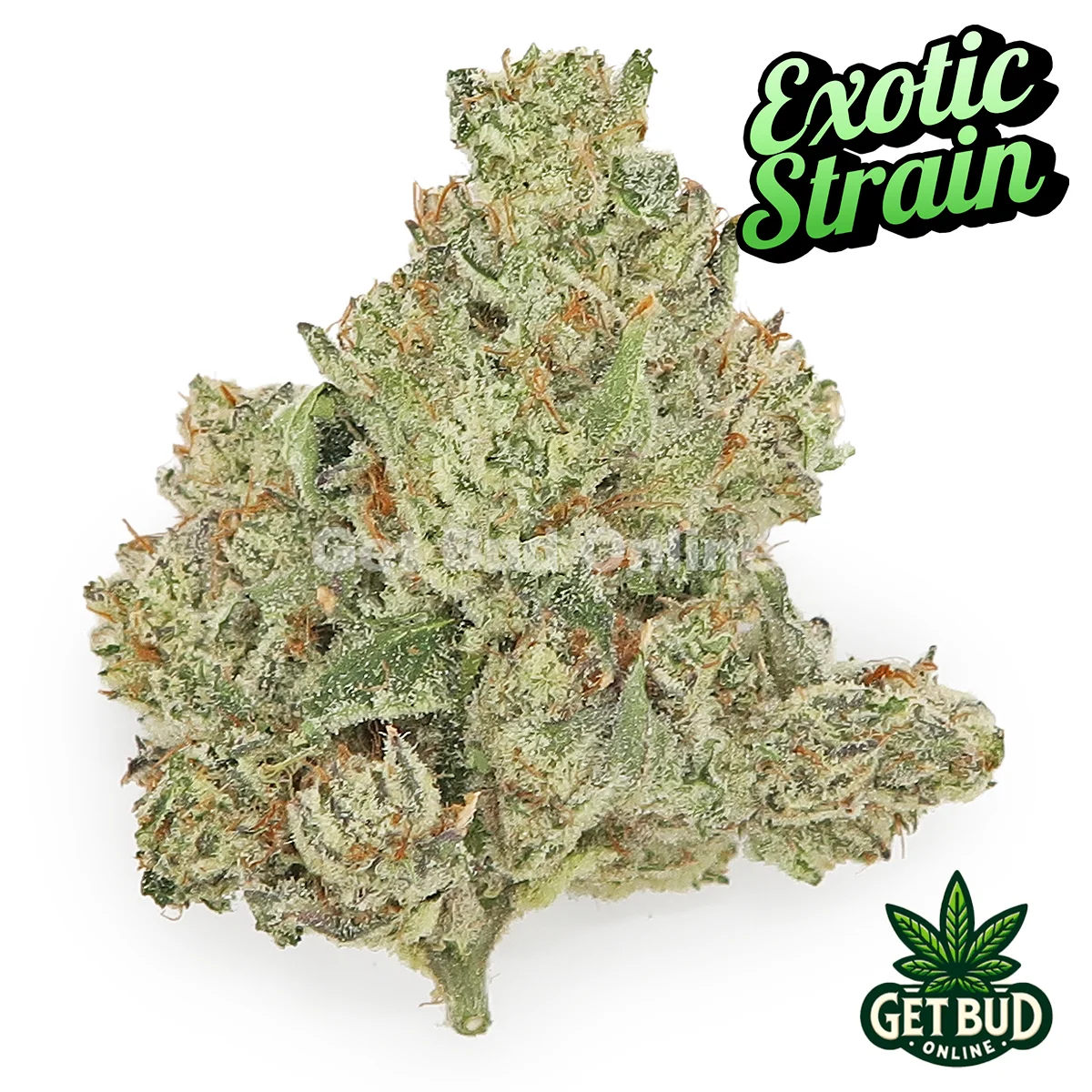 Pineapple Hindu Z Exotic 1 Pineapple Hindu Z