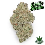 Singapore Sling (Exotic Reserve Strain)