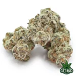 Singapore Sling (Exotic Reserve Strain)