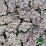 Arctic Blue (Value Plus+ Bud)