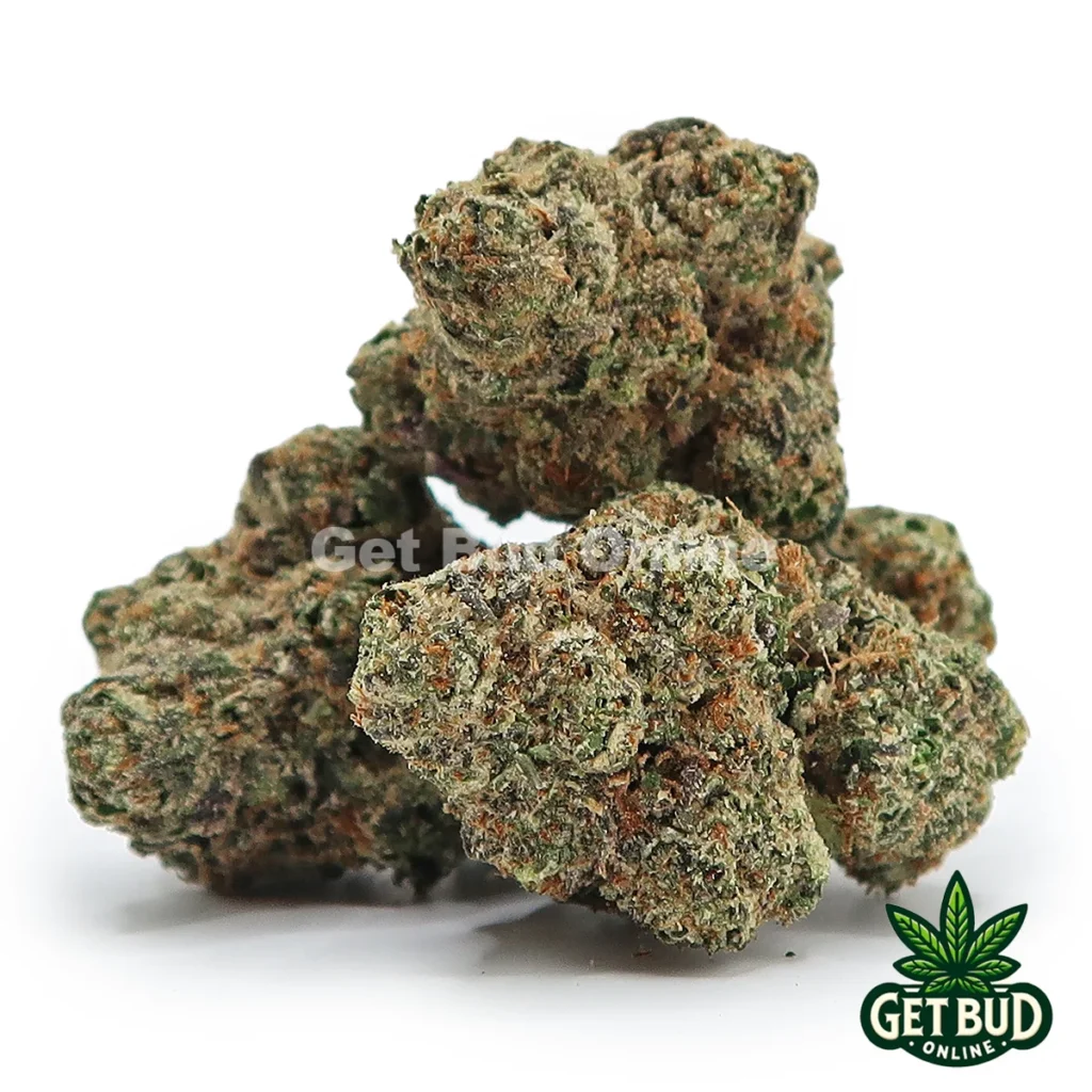 Gelato 47 (Value Plus+ Bud)