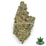 Biscotti Gelato (Premium Bud)